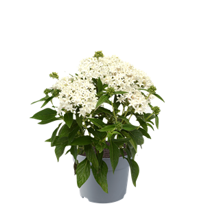 Afbeelding van EJ Pentas P19 White